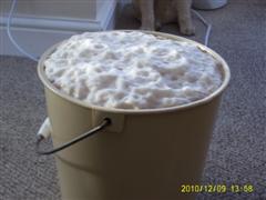 yeast 002.jpg