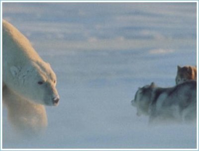 Princess and the polar bear.jpg